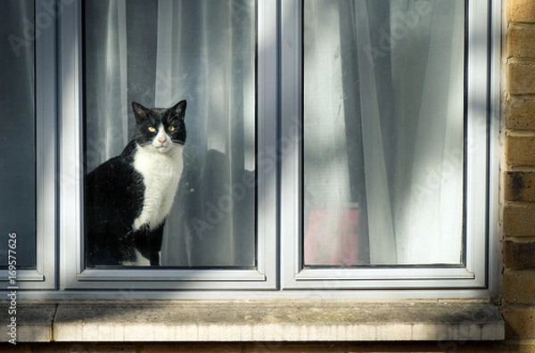 Obraz Curious black and white cat sitting on window and looking at city street