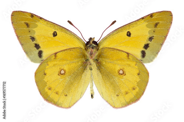 Obraz Butterfly Colias eurytheme (male) (underside) on a white background
