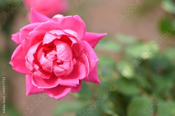 Obraz pink rose ready to bloom