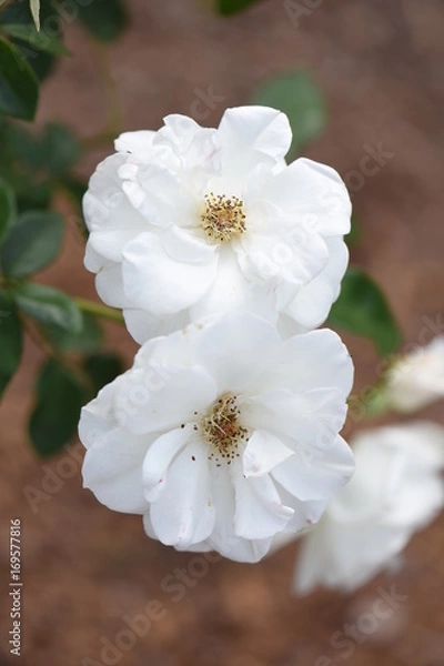 Obraz two cute little white flowers with pollen
