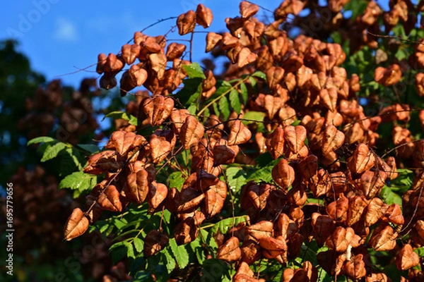 Fototapeta red brown golden rain tree or Chinese lantern. Koelreuteria paniculata. rusty brown branch. golden color lantern seed pods. beauty in nature. blurred background and bokeh. selective focus