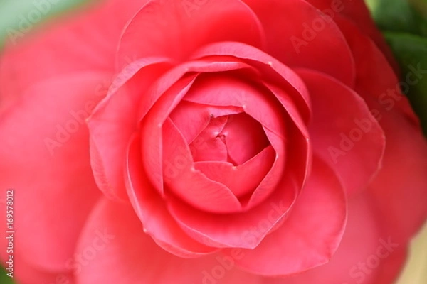 Obraz Blossoming Pink Rose Background