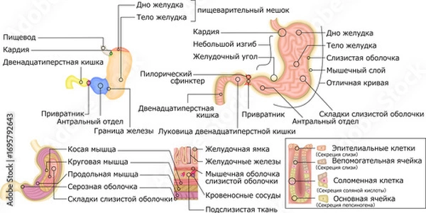 Obraz 胃　構造　イラスト　ロシア語