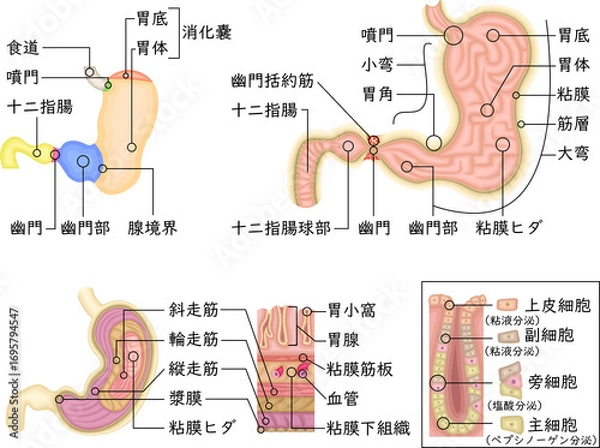 Obraz 胃　構造　イラスト　日本語
