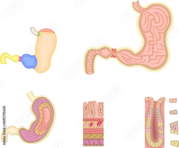 Obraz 胃　構造　イラスト