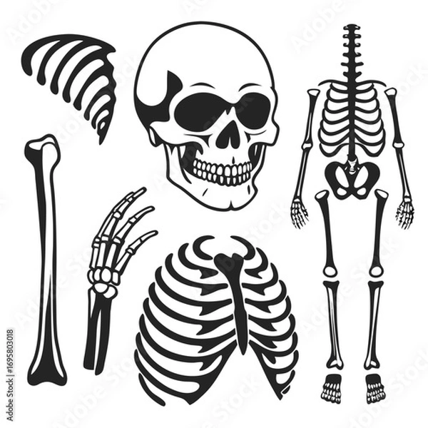 Obraz human skull and skeleton