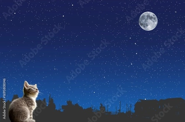 Obraz Cat looking up at the full moon
