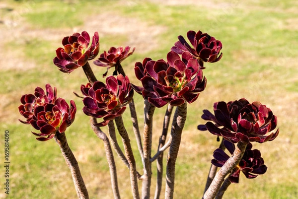 Fototapeta Close-Up of Aeonium Succulents with Red Rosettes with Green Centers on Woody Stems