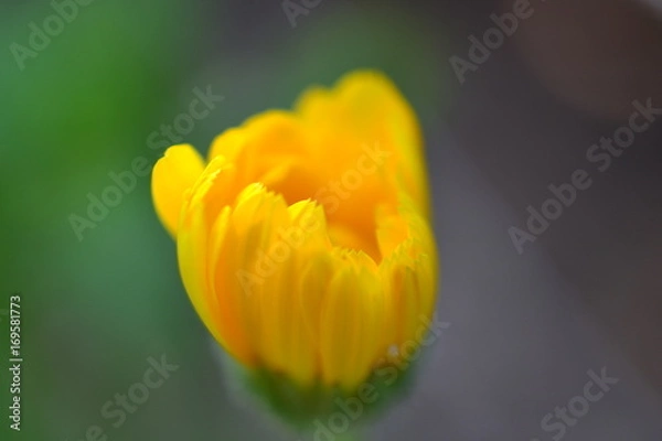 Obraz SUN SHINE 0059