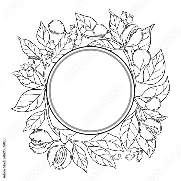 Fototapeta Nutmeg Branch with Flowers, Nuts and Leaves Outline Round Frame. Organic natural nutritional healthy food ingredient, vegetarian diet product. Vector isolated for design or decoration.