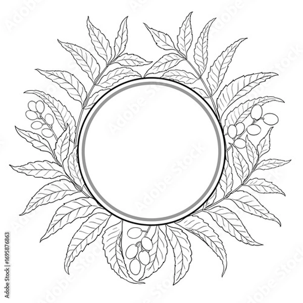 Fototapeta Neem Branch with Flowers, Berries and Leaves Outline Round Frame. Vector isolated for design or decoration.