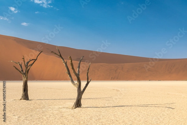 Obraz Dead Vlei - Sossuvlei