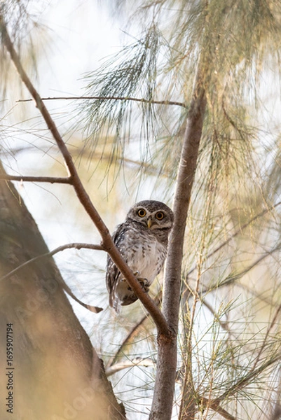 Fototapeta A magnificent great horned owl, a majestic bird of prey, perched on a branch, its striking brown and white feathers a perfect camouflage in nature