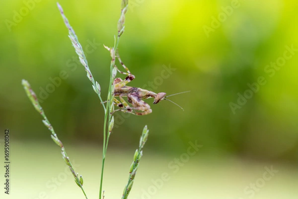 Fototapeta Green macro photograph of wild insects and bugs including a grasshopper and spider on a leaf