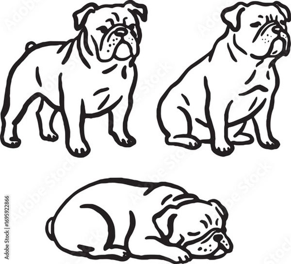 Fototapeta Hand-drawn Bulldog dogs in different poses.