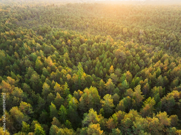 Obraz Stunning aerial drone view of a vast Estonian forest with treetops illuminated by golden sunset light in early autumn.