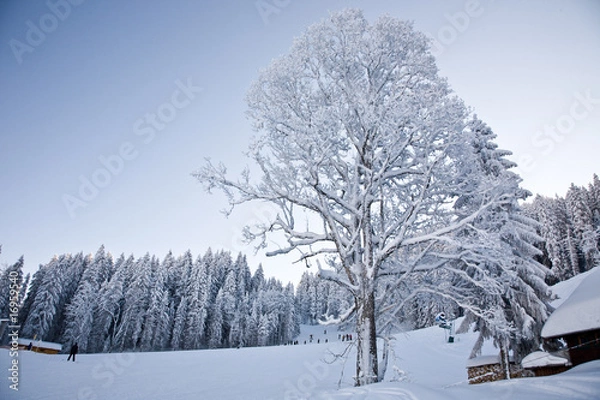 Obraz winter landscape #1