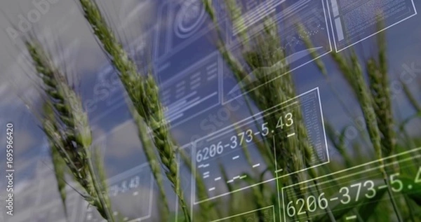 Fototapeta Vibrant green wheat stalks growing in rural farm field, with HUD panels showing numeric data codes