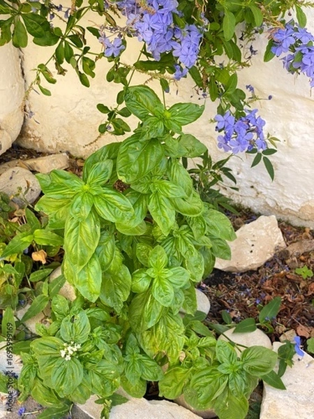 Obraz Basil growing in garden