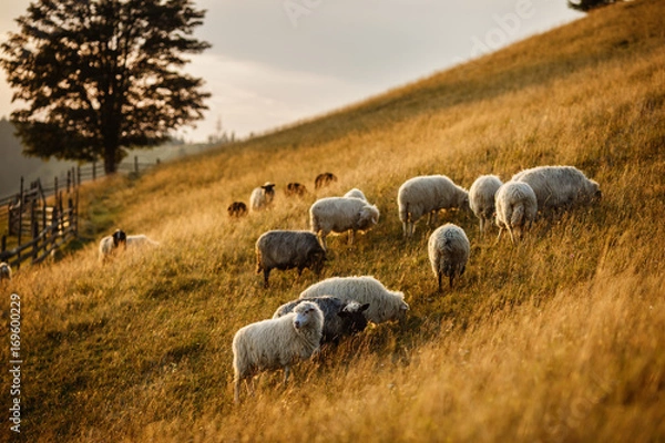 Fototapeta Flock of sheep at sunset. Sheeps in a meadow in the mountains. Beautiful natural landscape