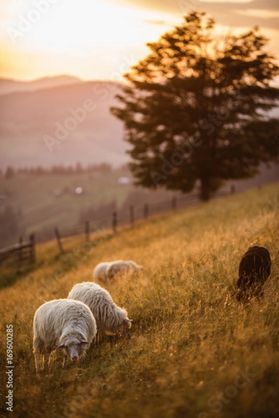 Fototapeta Flock of sheep at sunset. Beautiful natural landscape Sheeps in a meadow in the mountains.