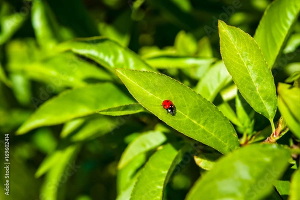 Obraz Lady Bug crawling along a fruit tree leaf
