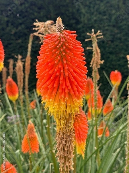 Obraz Beautiful orange kniphofia or red hot pokers in garden