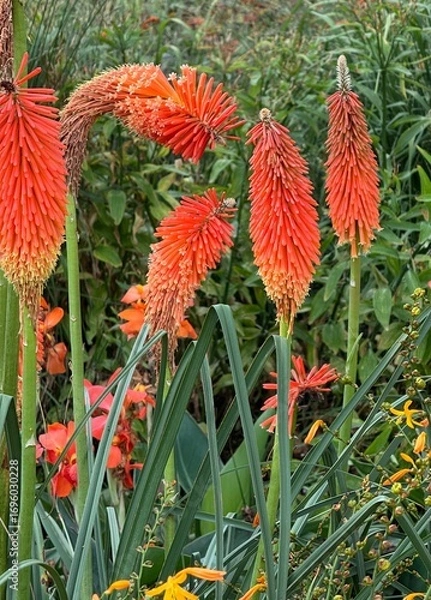 Obraz Beautiful orange kniphofia or red hot pokers and foliage