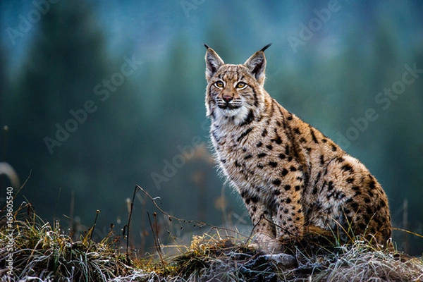 Obraz Eurasian lynx, snow, winter