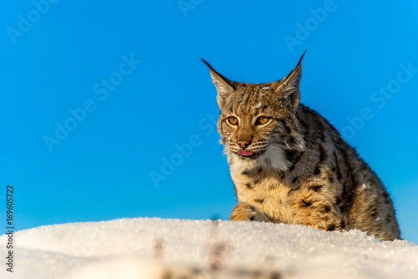 Obraz Eurasian lynx, snow