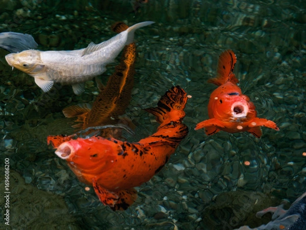 Fototapeta Colorful fish compete to eat the food thrown to them.