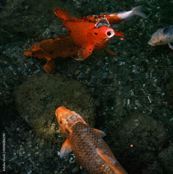 Fototapeta Colorful fish compete to eat the food thrown to them.