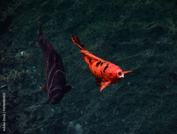 Fototapeta The moment the fish grabs the bait