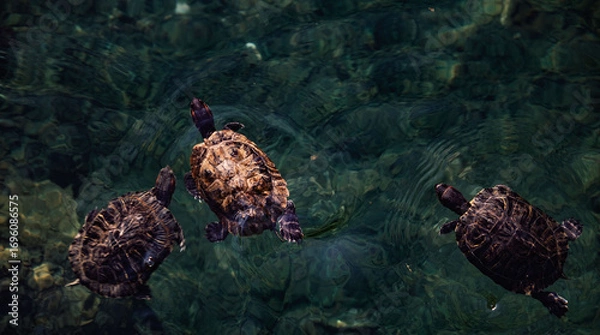 Fototapeta turtles are racing