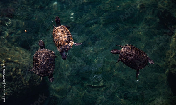 Fototapeta Three turtles compete for food