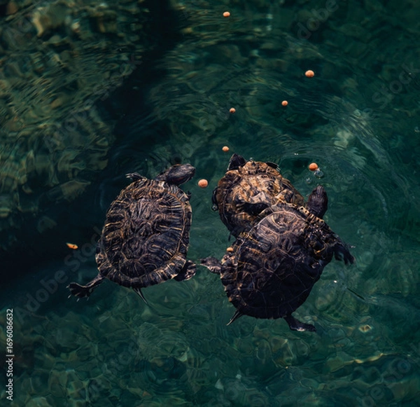 Fototapeta Aquatic turtles compete to eat the food thrown to them.