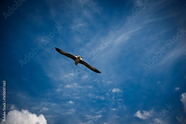 Fototapeta A seagull flying in the blue sky