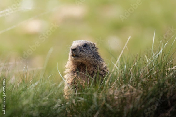 Fototapeta marmot in the mountains