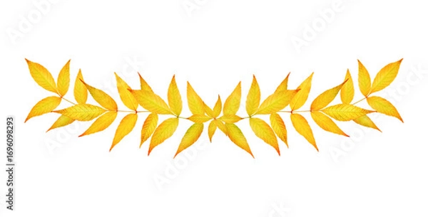 Fototapeta Border of autumn ash leaves isolated on white background. Design element for creating autumn compositions, collages, invitations, discounts, sales.