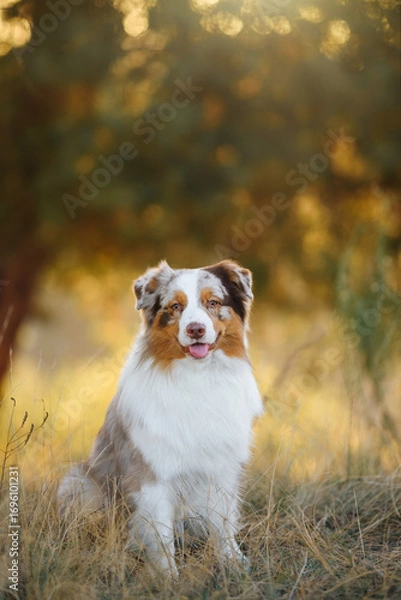 Fototapeta Outdoors photo of happy red merle australian shepherd dog sitting in the grass in the forest on light summer background