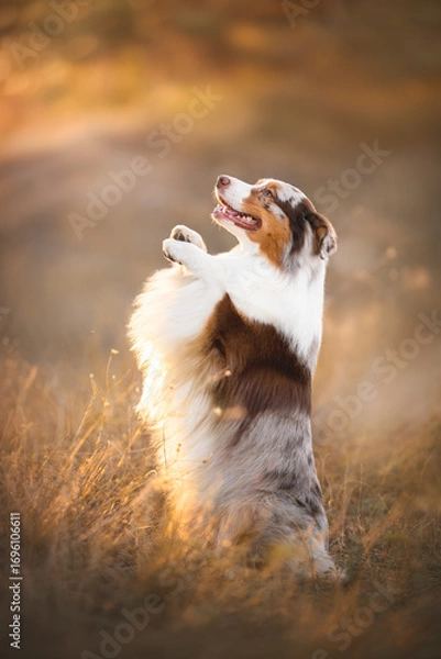 Fototapeta Outdoors photo of happy red merle australian shepherd dog doing bunny trick in sunset rays light summer background