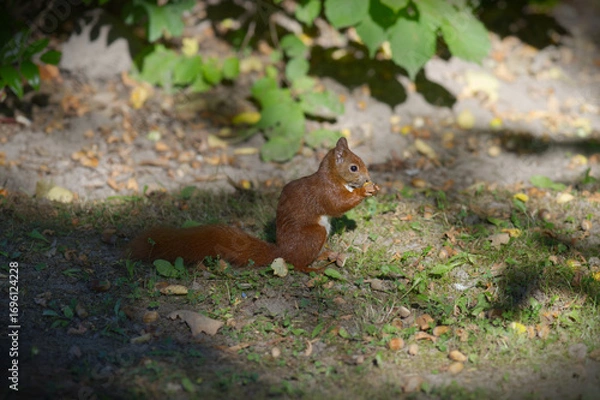 Obraz sitzendes Eichhörnchen beim Fressen