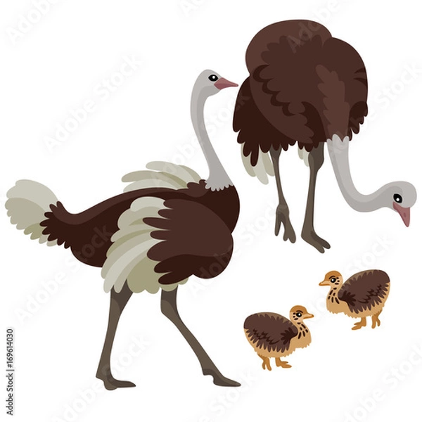 Obraz Ostriches with their children on white background / There are two ostriches with two their children in cartoon style
