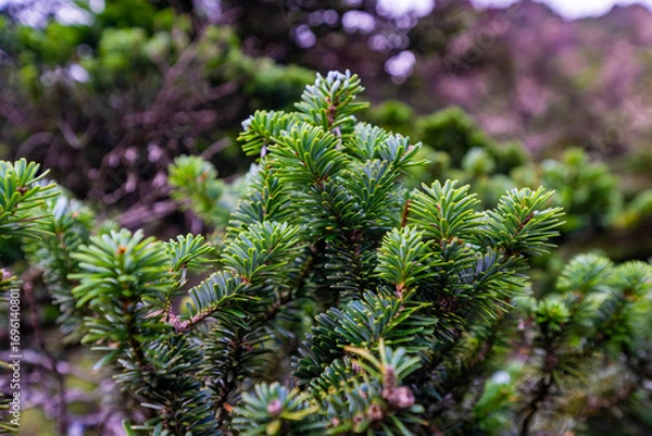 Obraz Pine tree and pine need