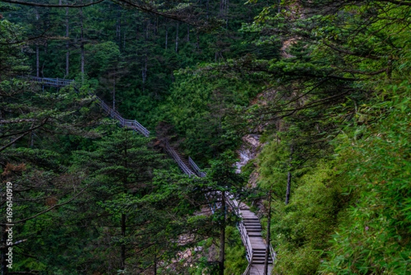 Fototapeta "森林里的步行道"可以翻译为 "Walking path in the forest."