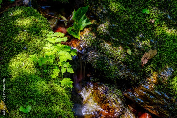 Obraz green moss on the rocks