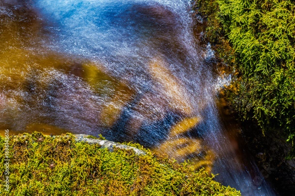 Fototapeta water flowing in the forest