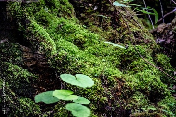 Fototapeta moss in the forest