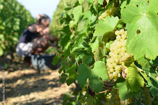 Obraz Vendangeur au travail