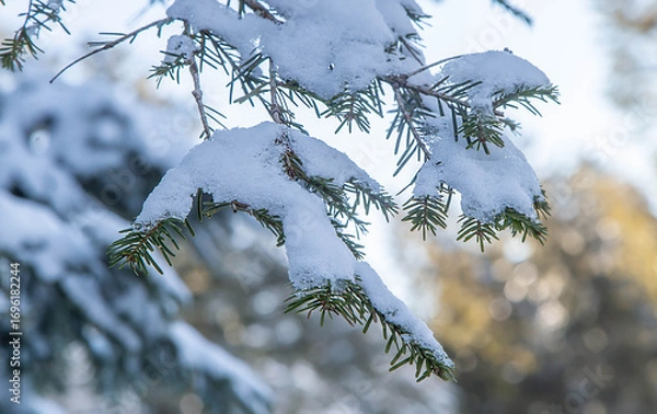 Fototapeta pine branch covered with snow on the blurred berry background